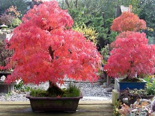 bonsaimacher bonsai