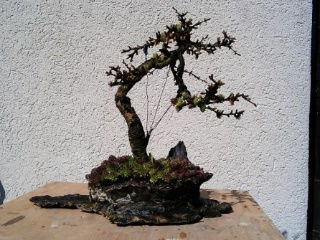 bonsaimacher prebonsai laerche