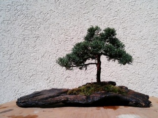bonsaimacher prebonsai juniperus shohin